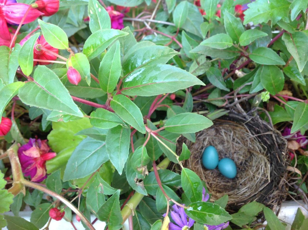 Robins Nest Bed & Breakfast Cody Exterior foto